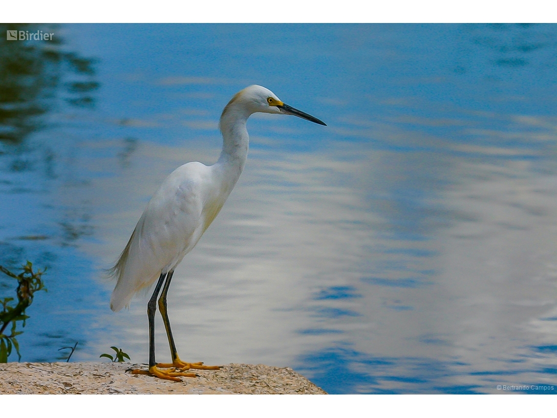 Egretta thula