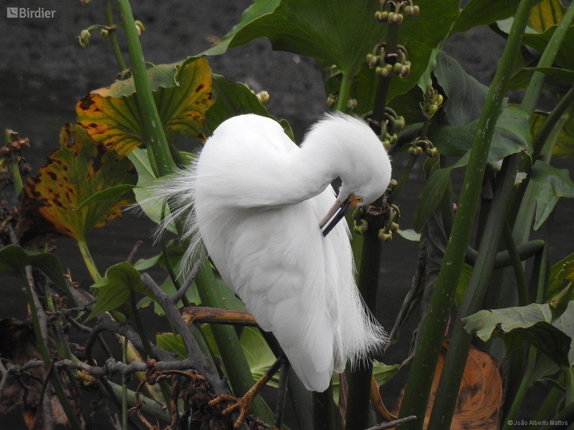 Egretta thula