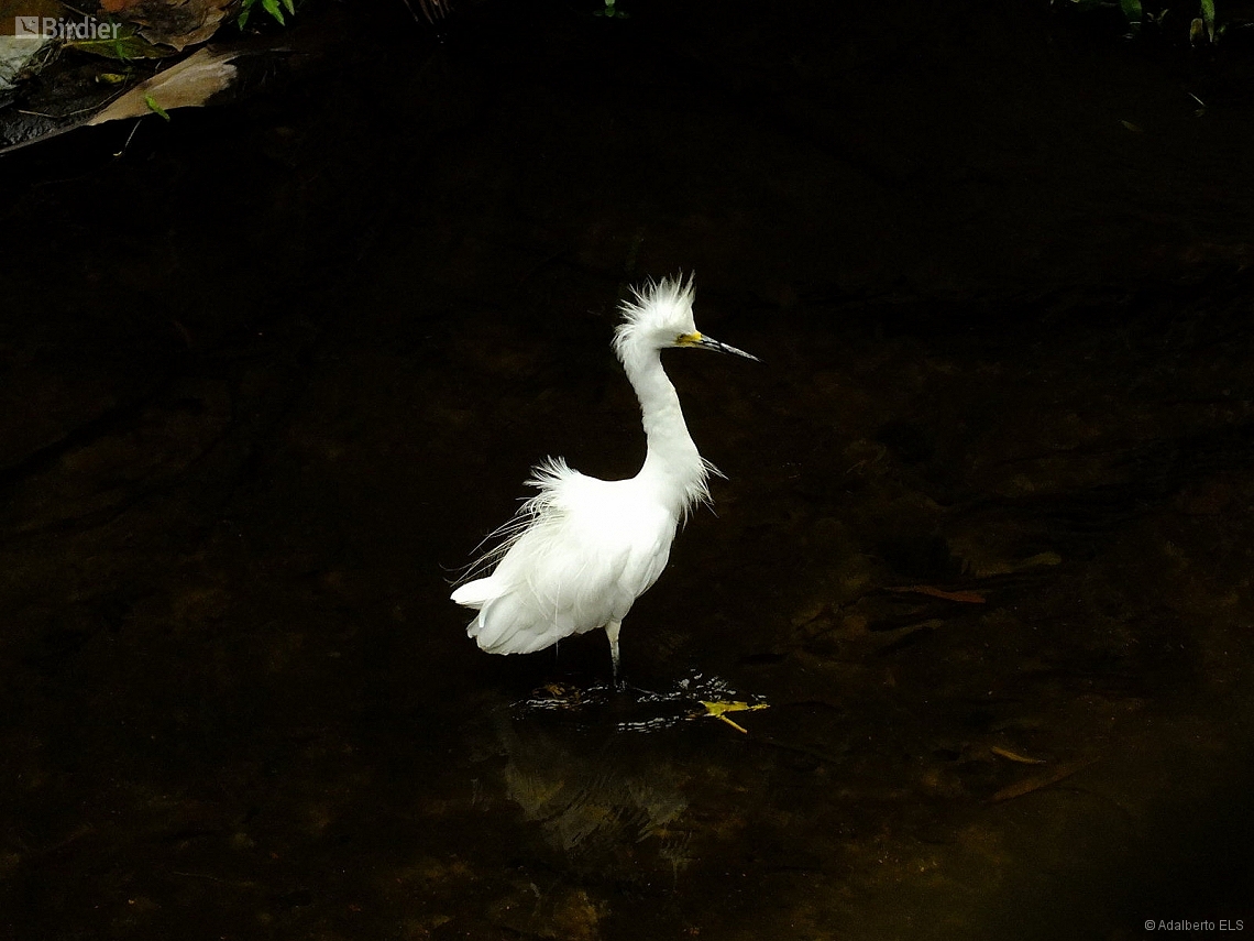 Egretta thula