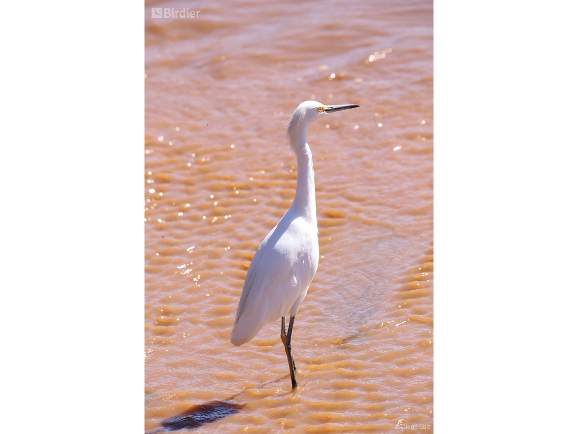 Egretta thula