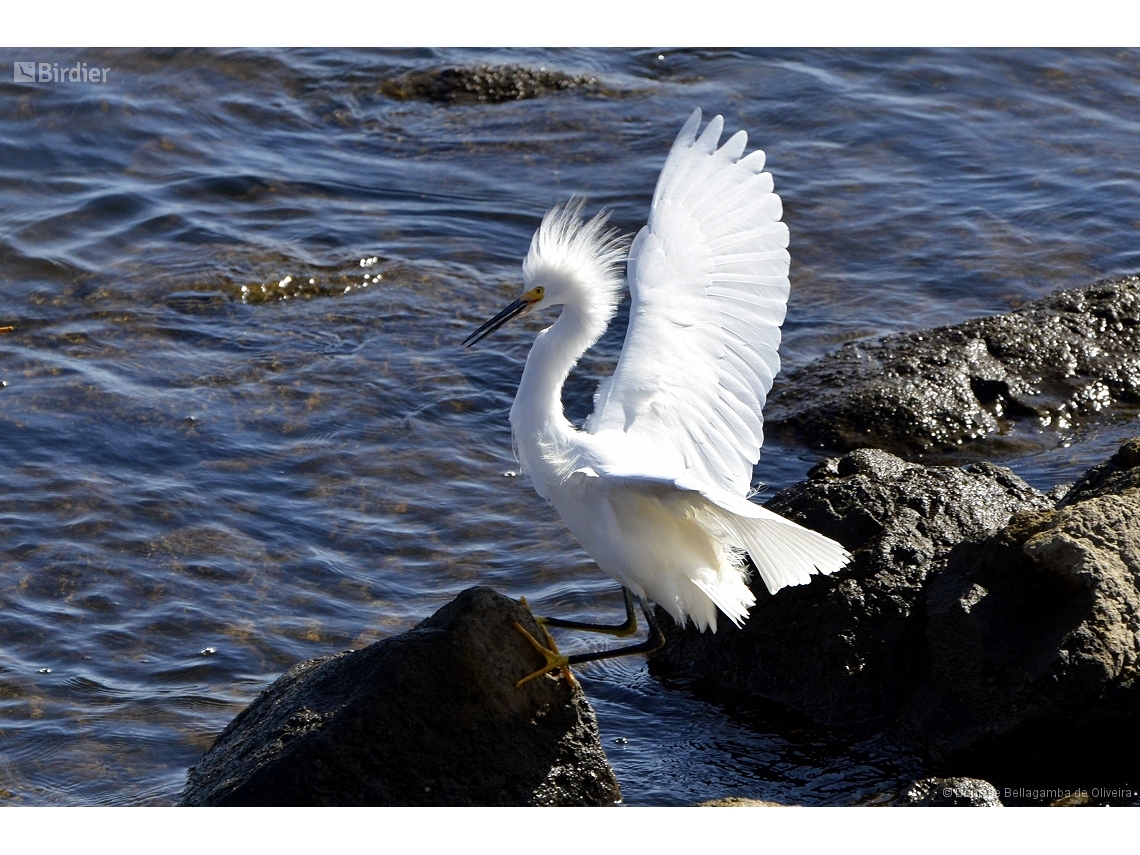 Egretta thula