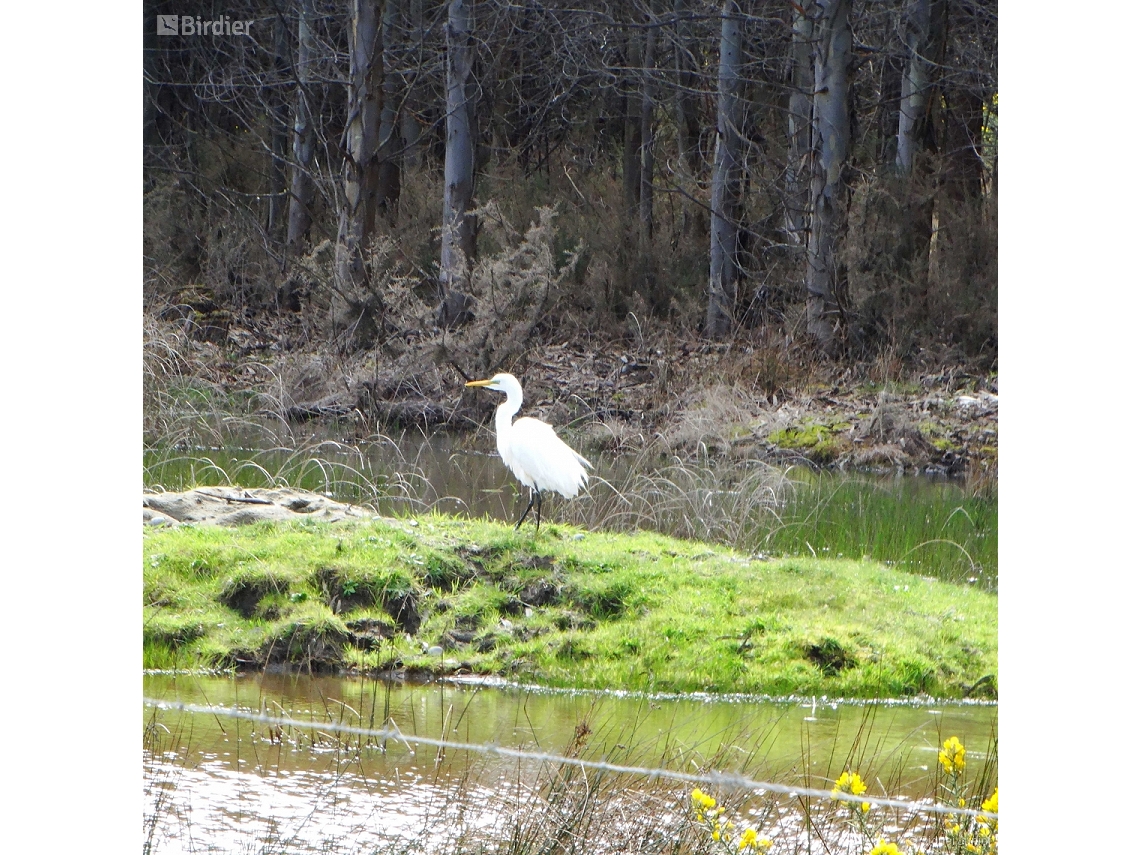 Egretta thula