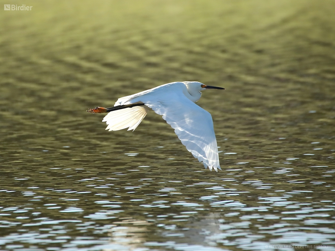 Egretta thula