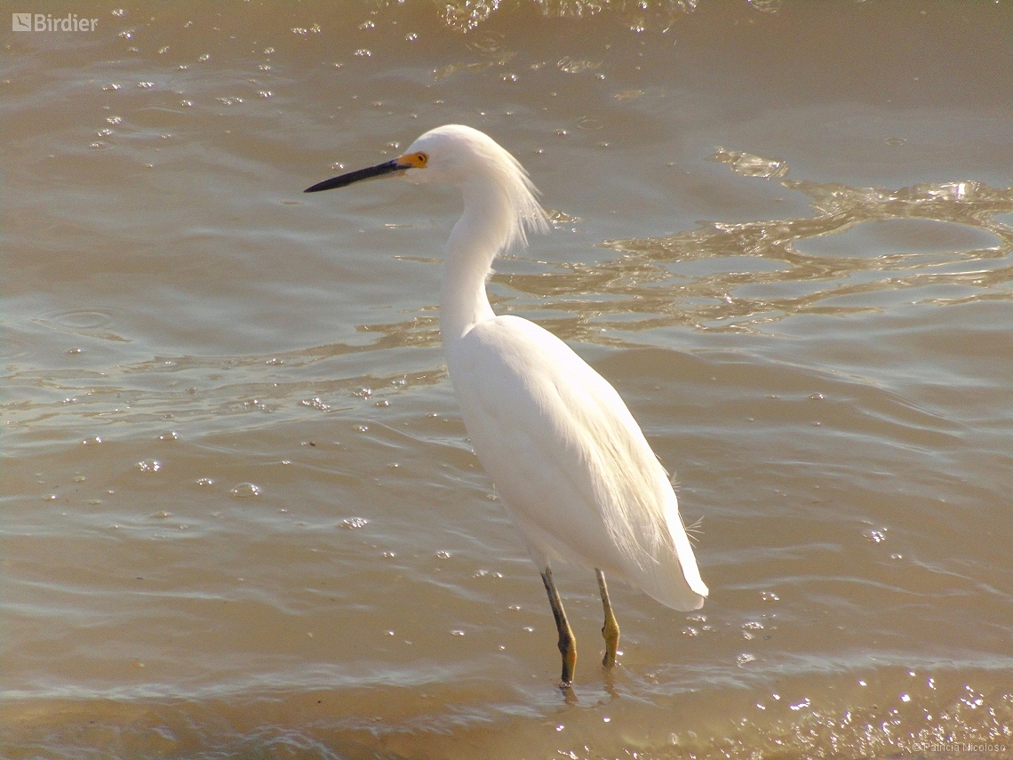 Egretta thula