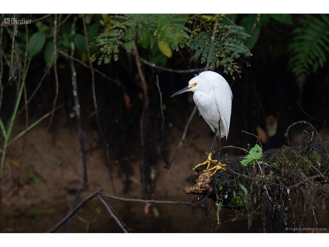 Egretta thula