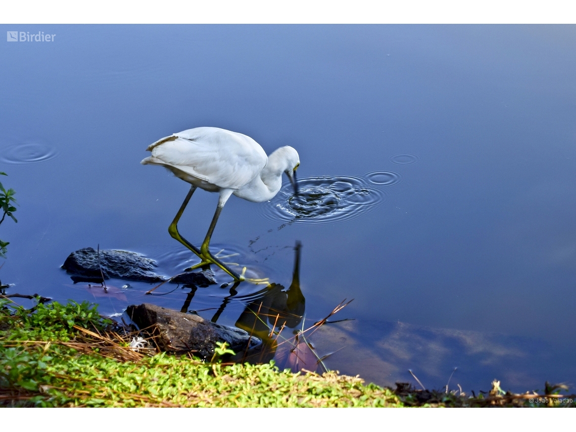 Egretta thula