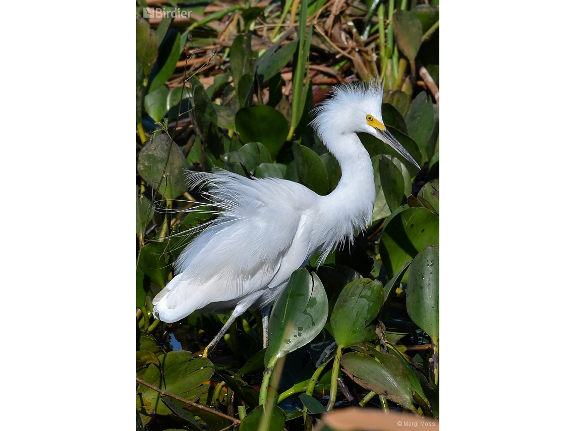 Egretta thula