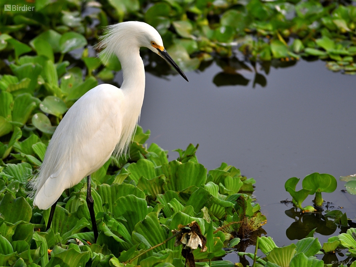 Egretta thula