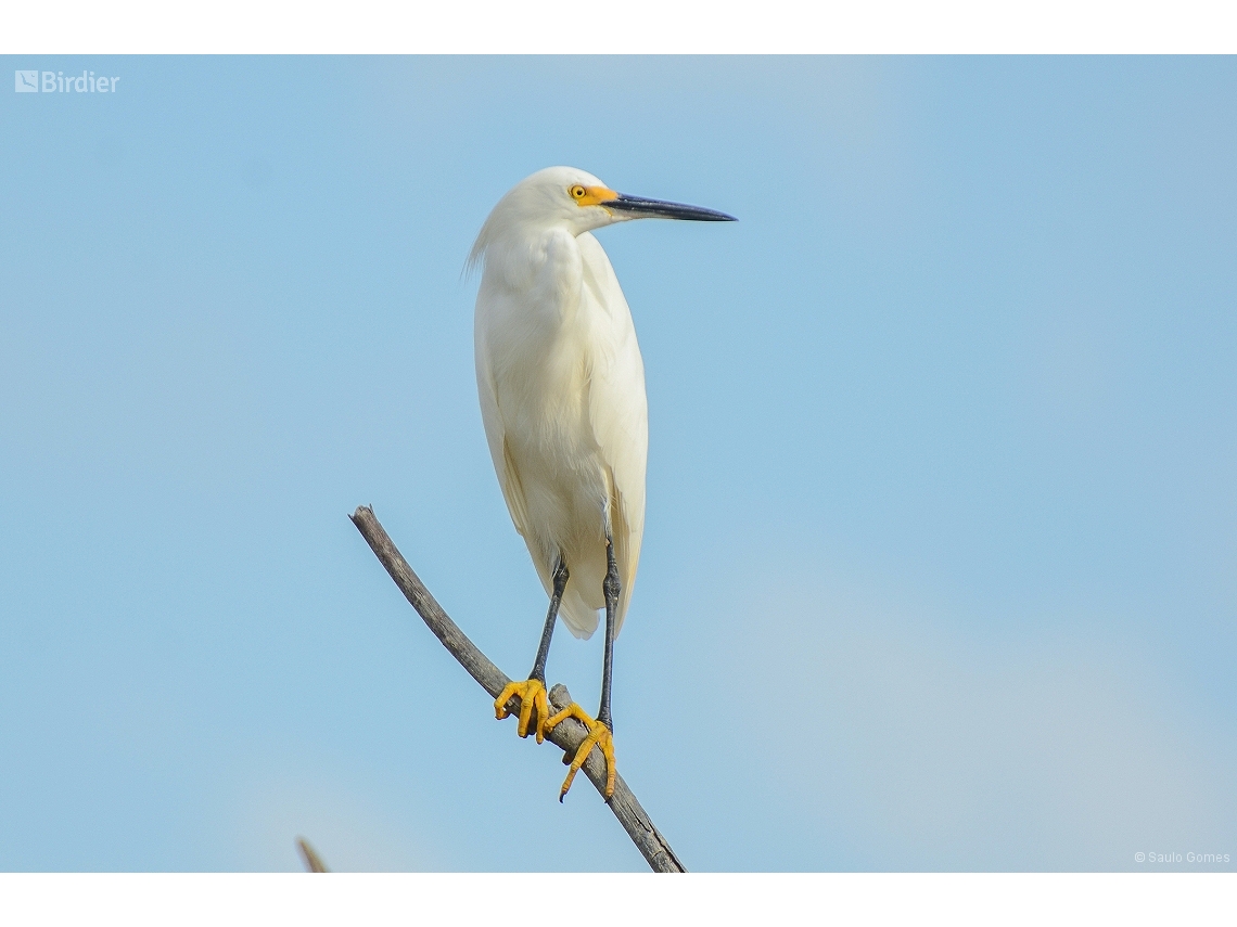 Egretta thula