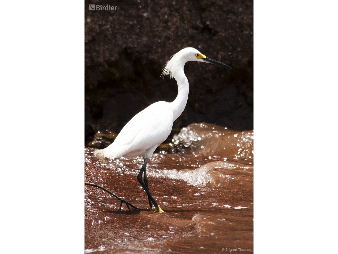 Egretta thula