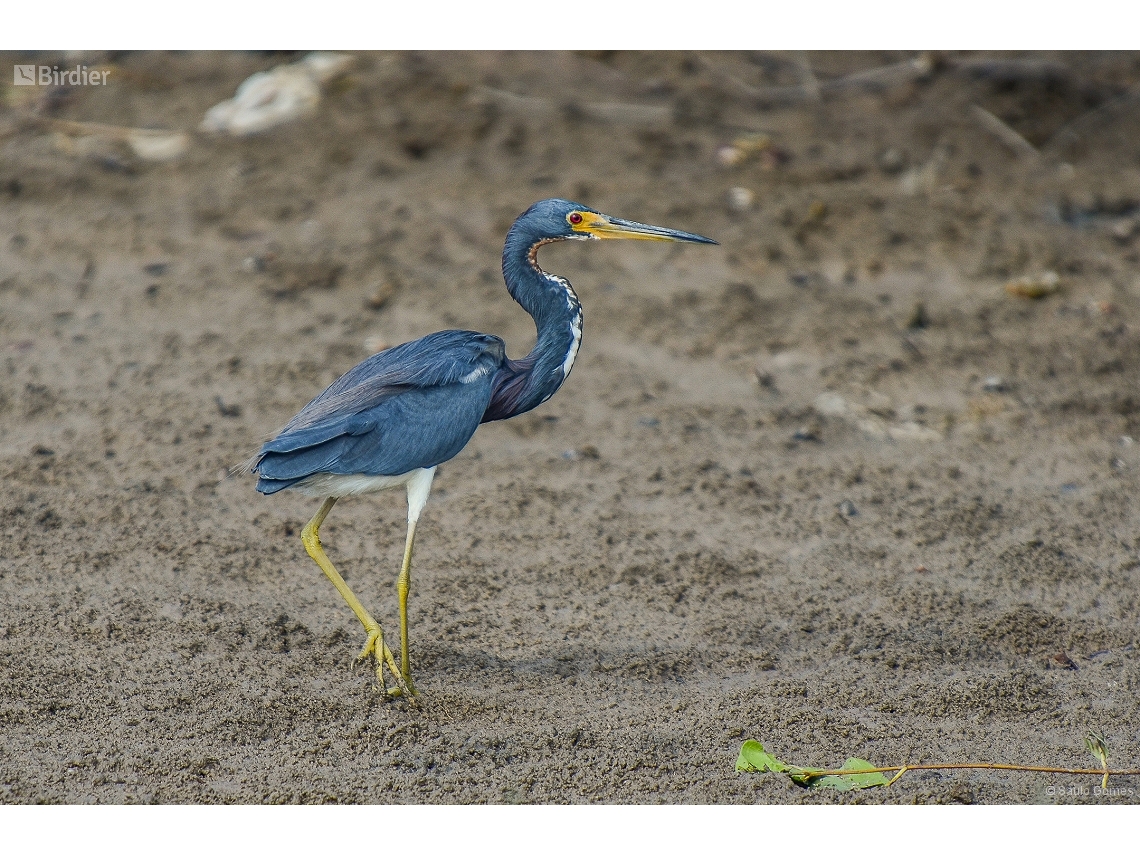 Egretta tricolor