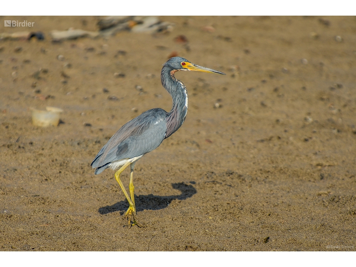 Egretta tricolor