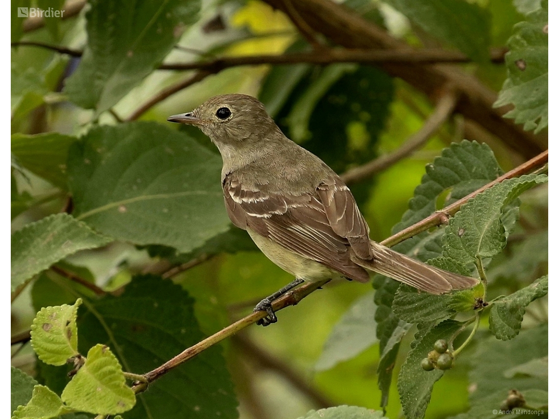 Elaenia albiceps