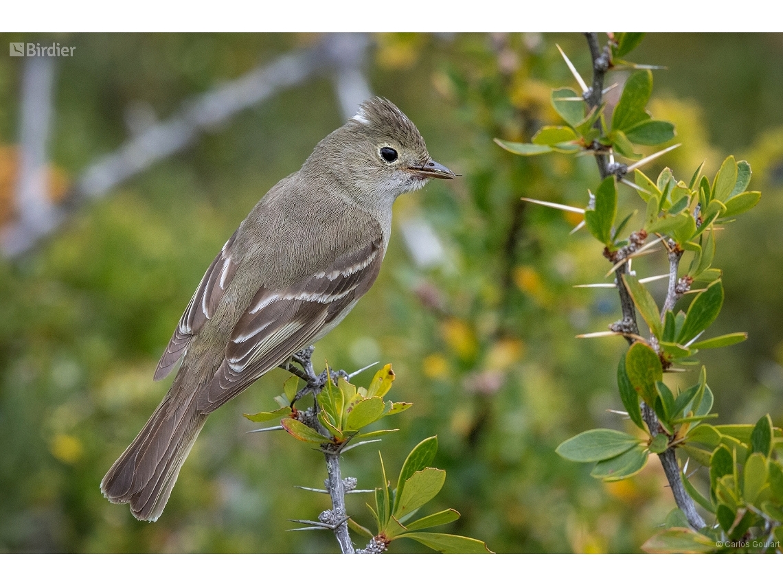 Elaenia albiceps