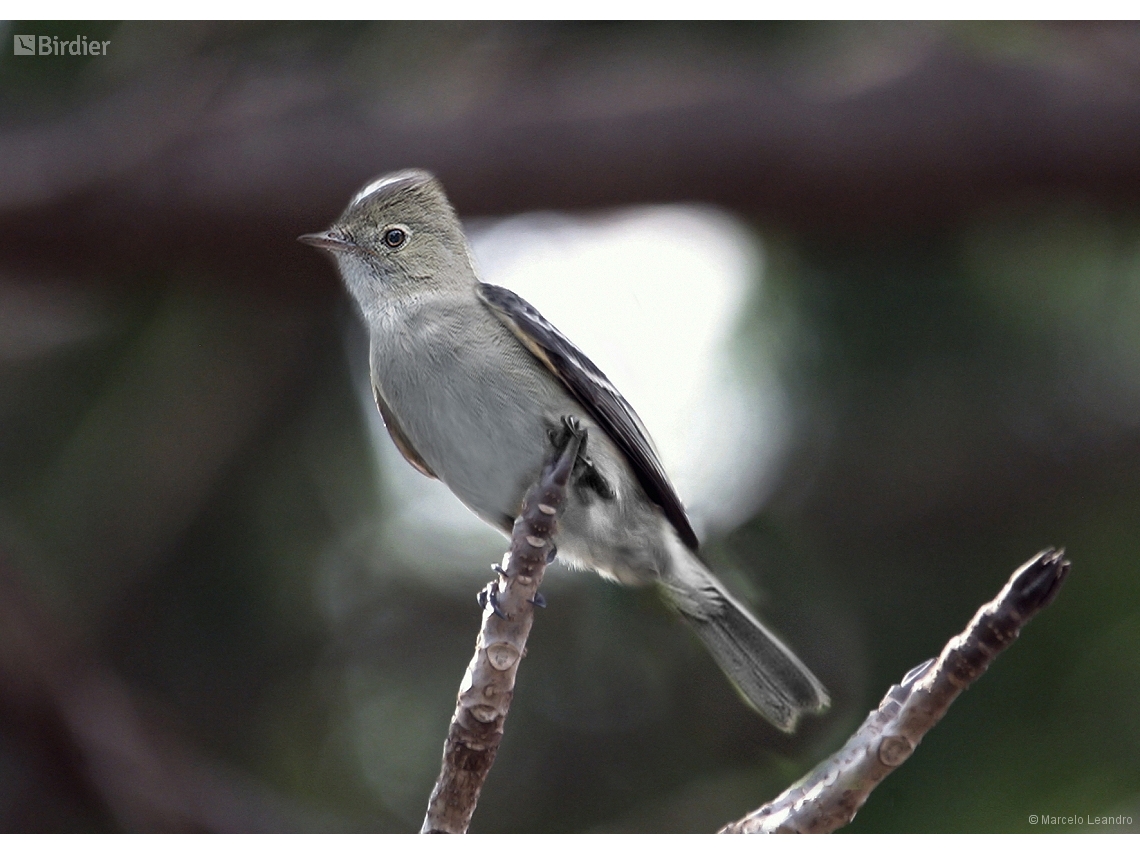 Elaenia albiceps