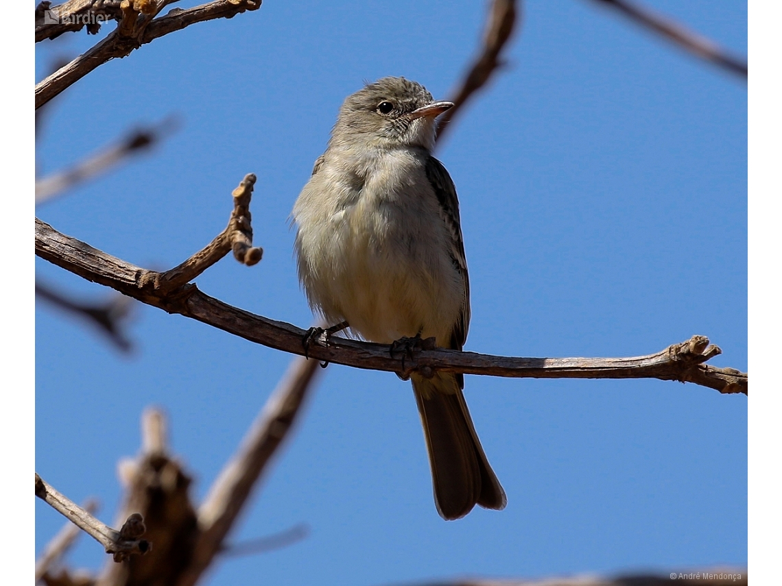 Elaenia chiriquensis