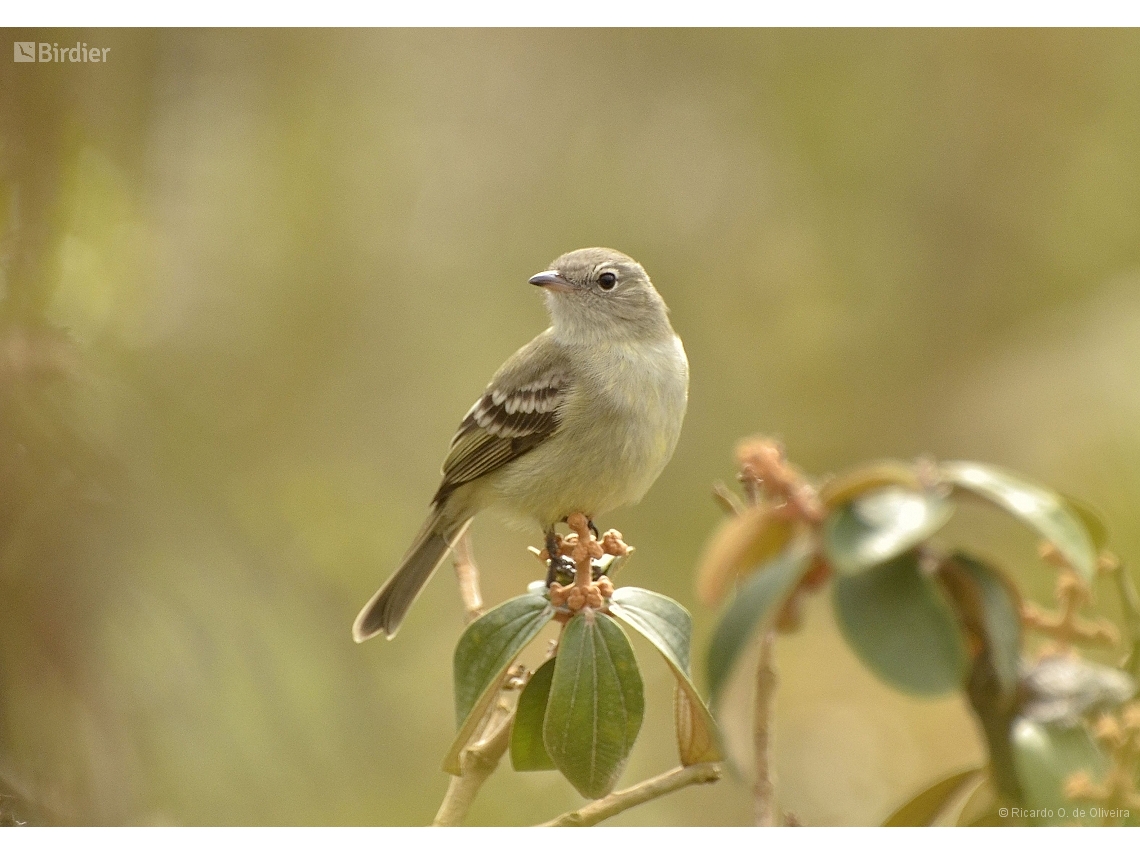 Elaenia chiriquensis