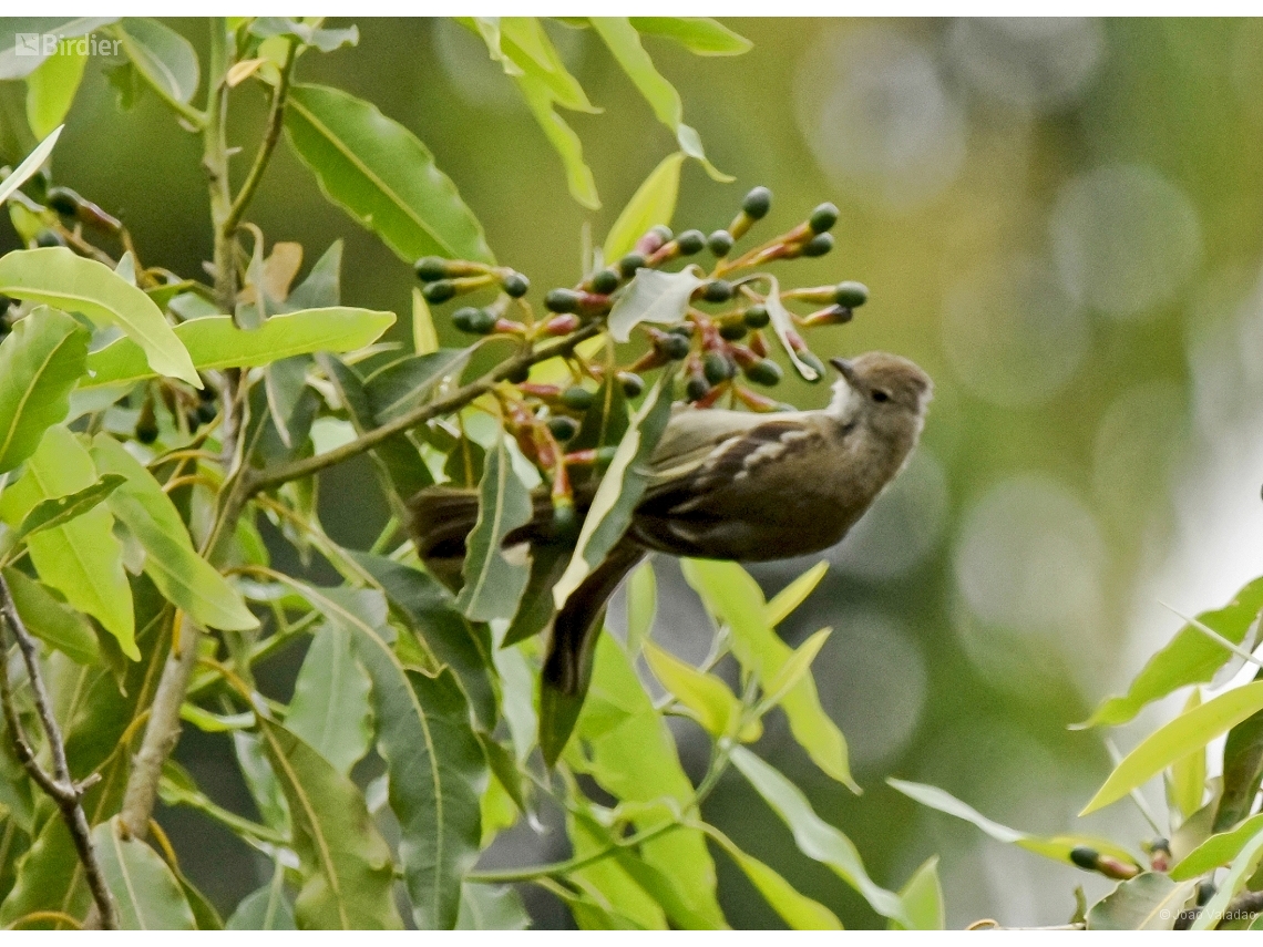 Elaenia chiriquensis