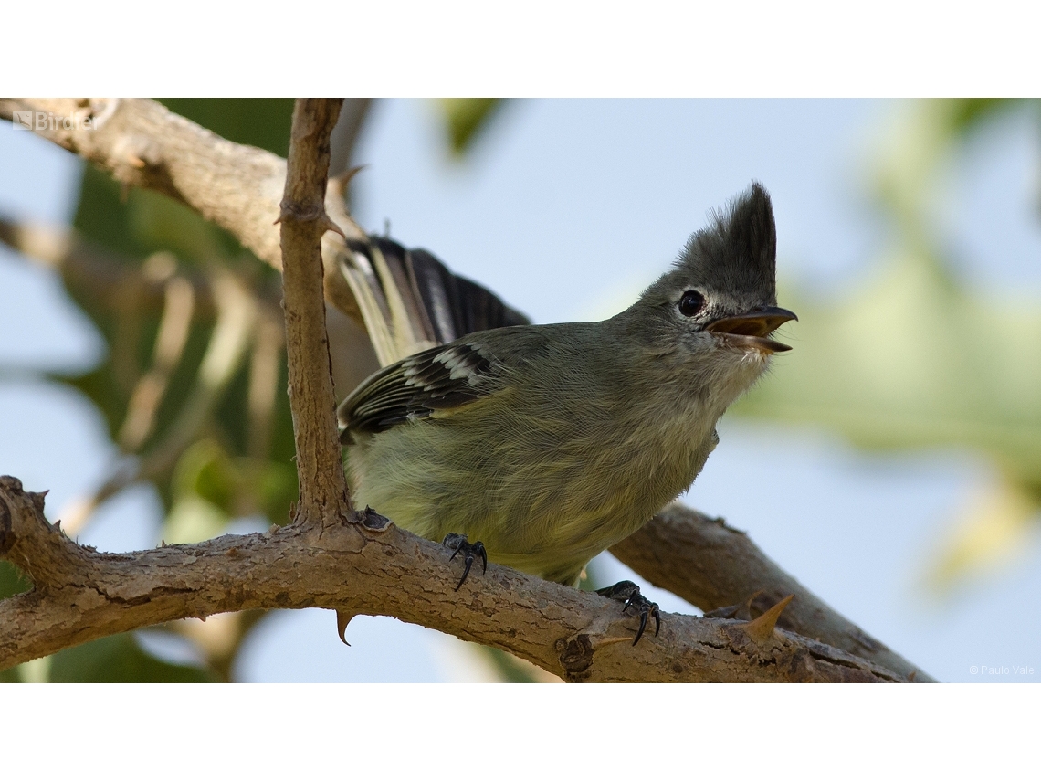 Elaenia cristata