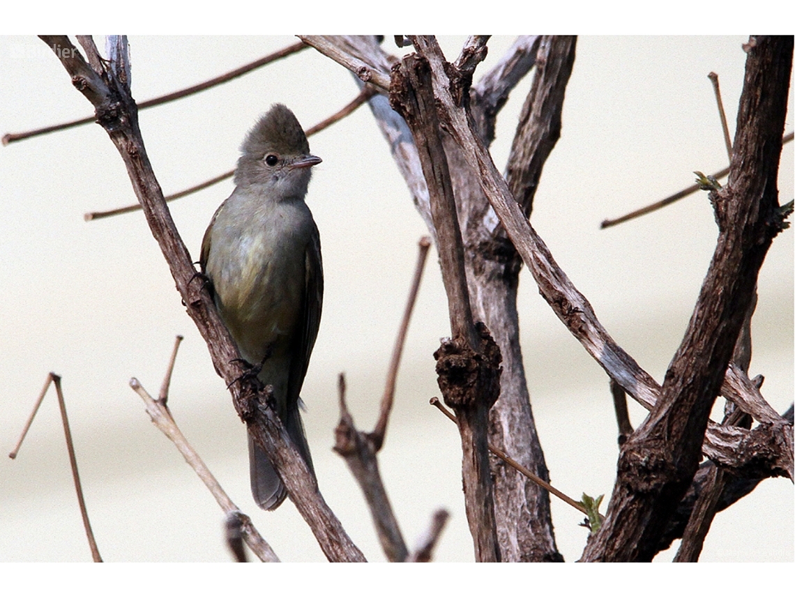 Elaenia cristata