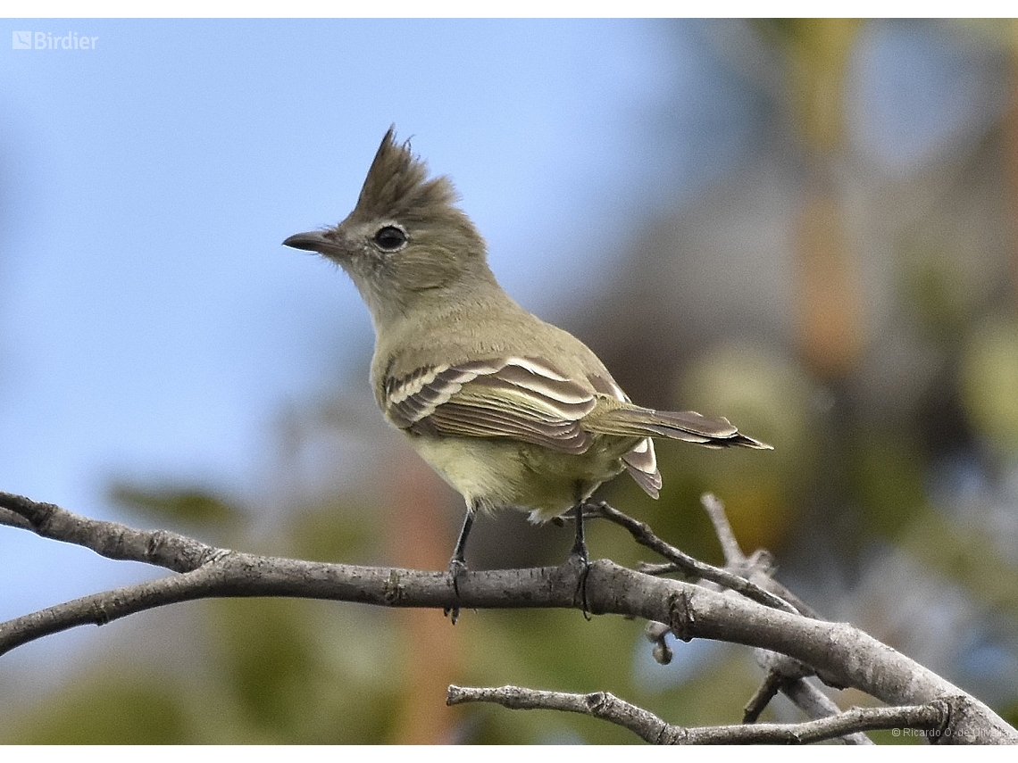 Elaenia cristata