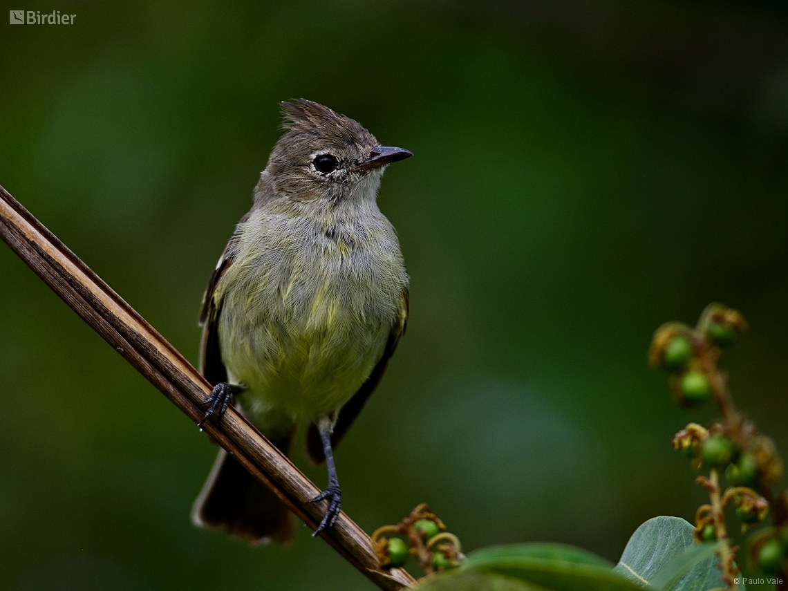 Elaenia cristata