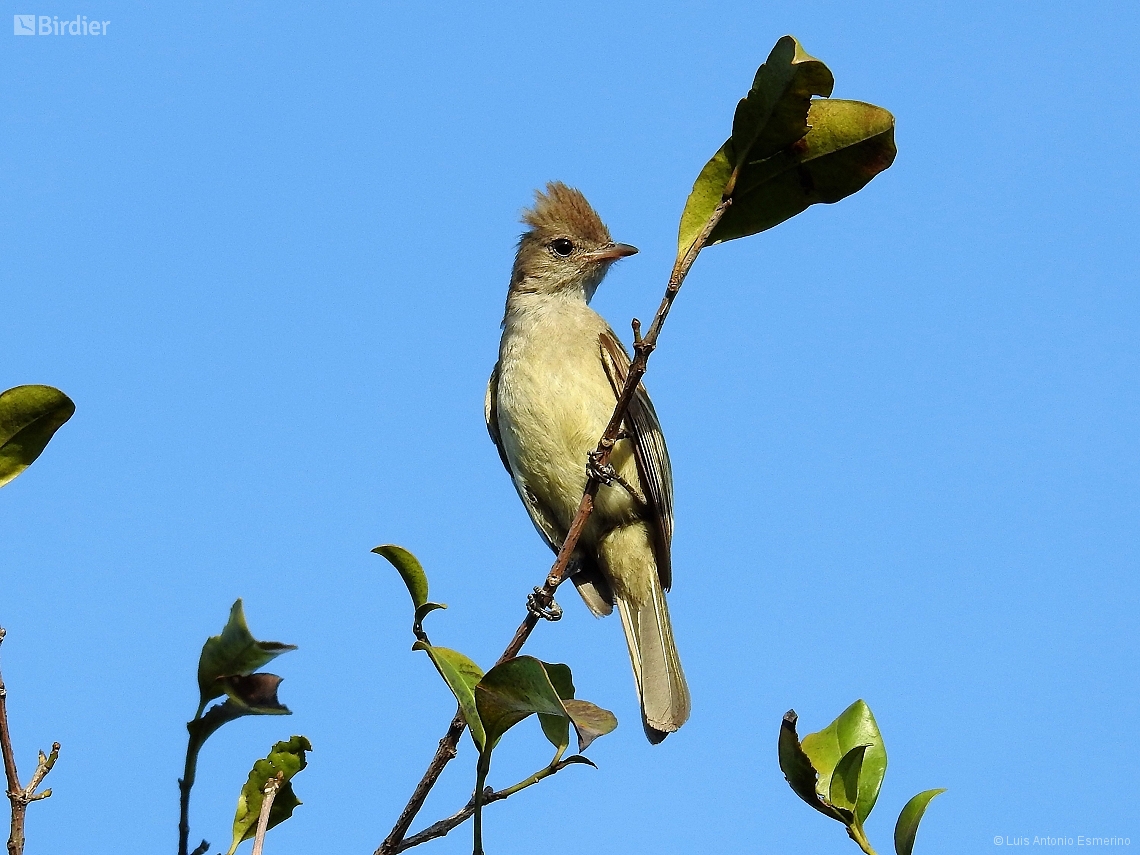 Elaenia cristata