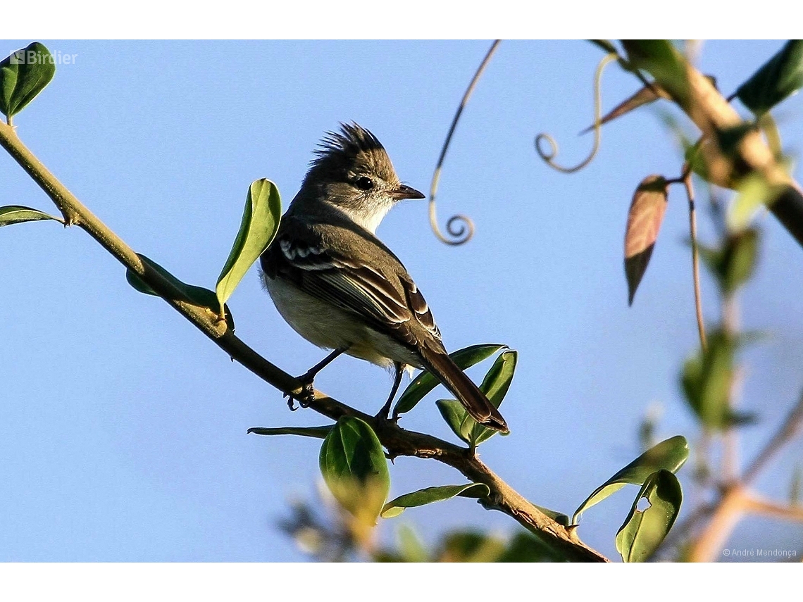 Elaenia flavogaster