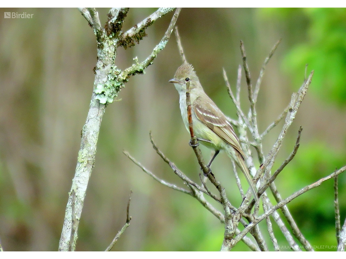 Elaenia flavogaster