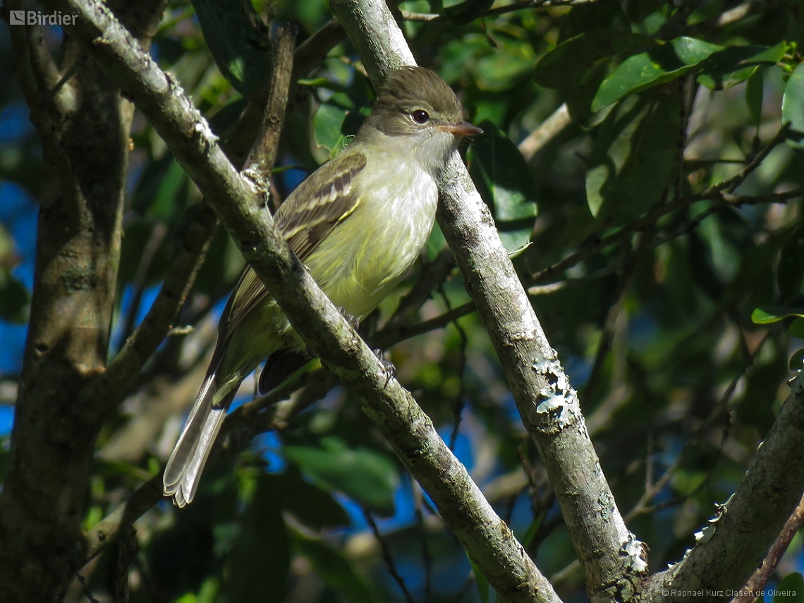 Elaenia flavogaster