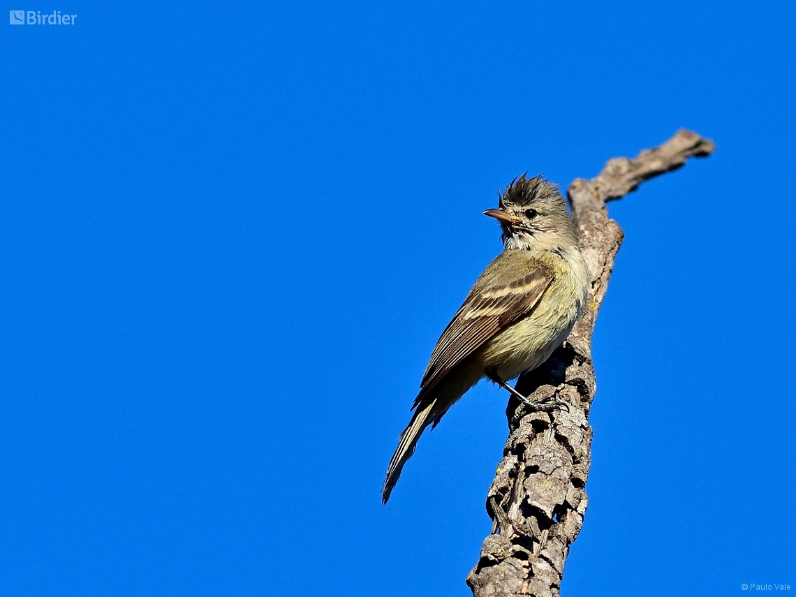 Elaenia flavogaster
