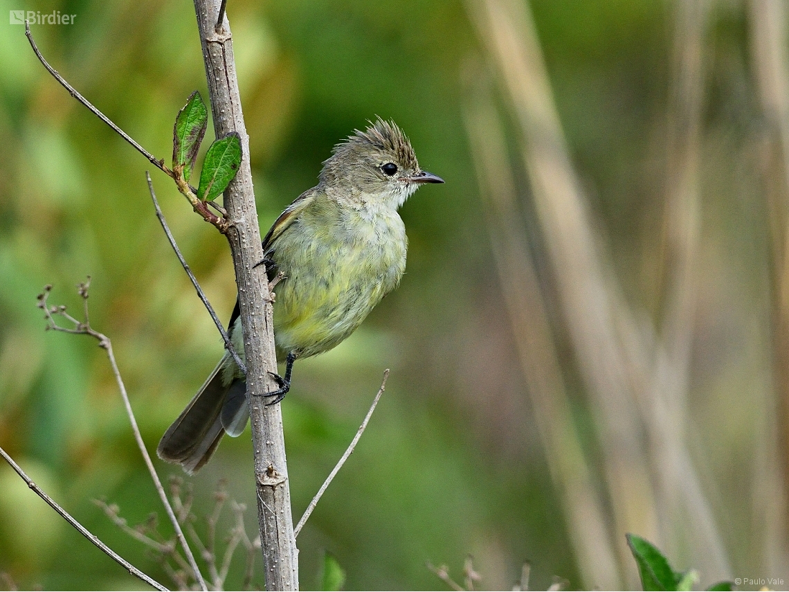 Elaenia flavogaster