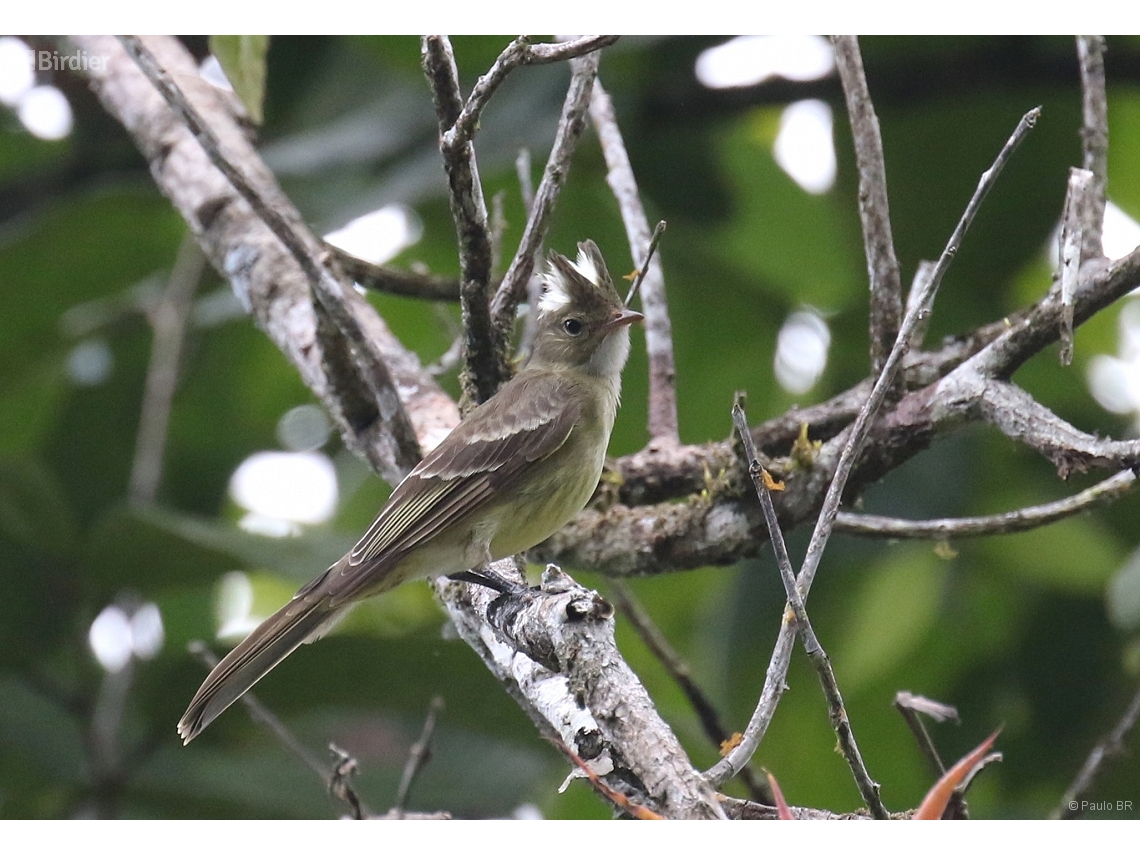 Elaenia gigas