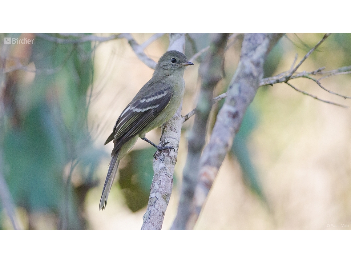 Elaenia obscura