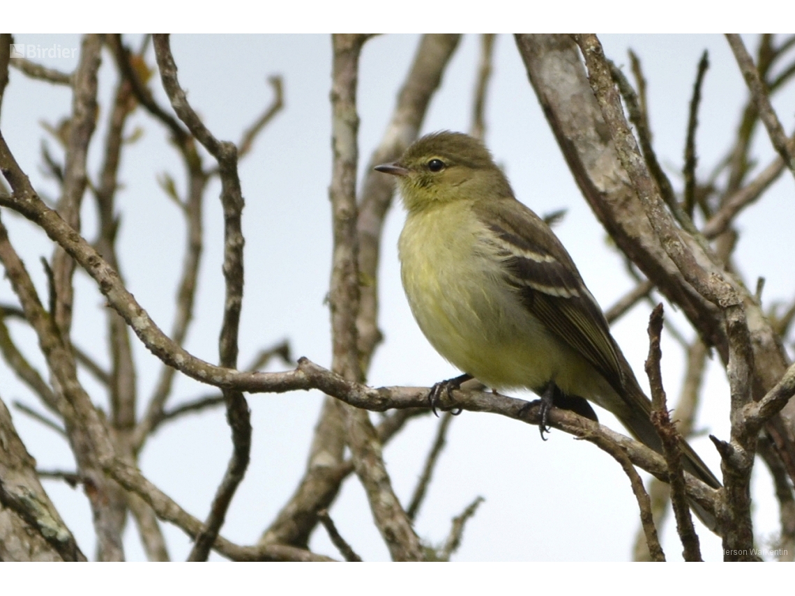 Elaenia obscura