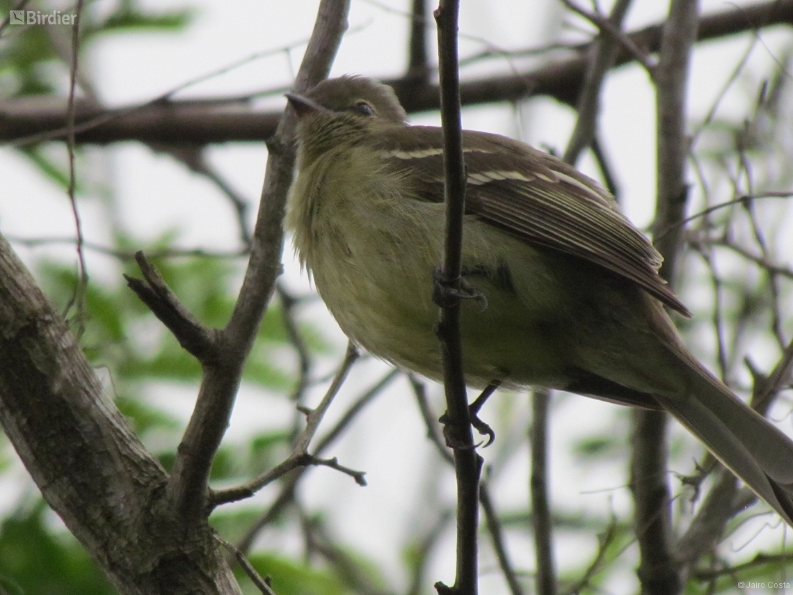 Elaenia obscura