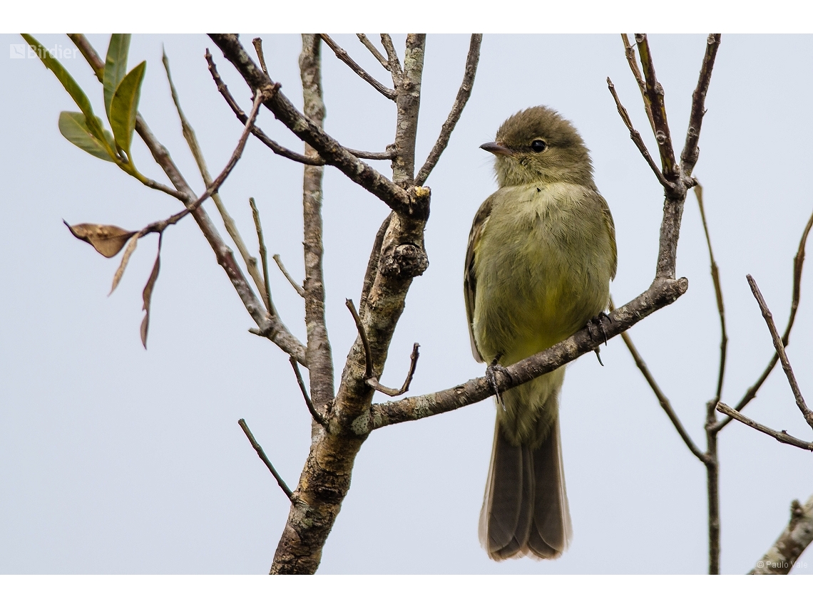 Elaenia obscura