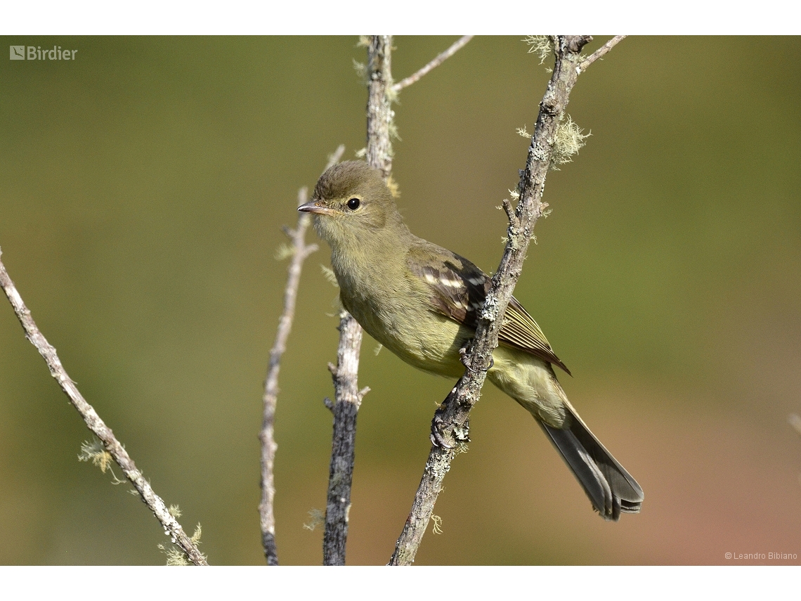 Elaenia obscura