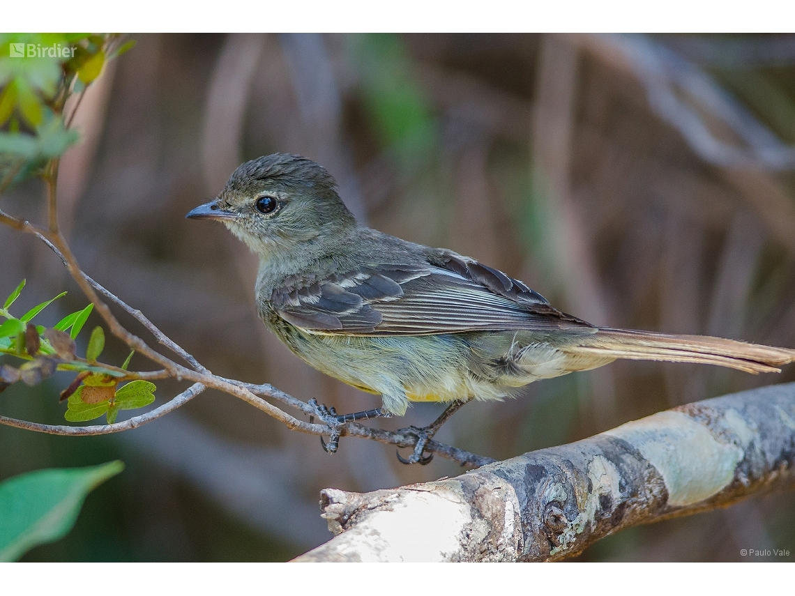 Elaenia obscura