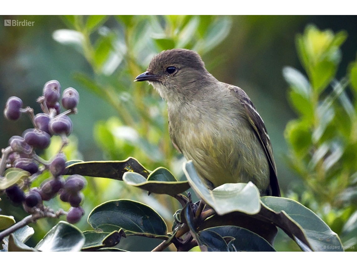 Elaenia obscura