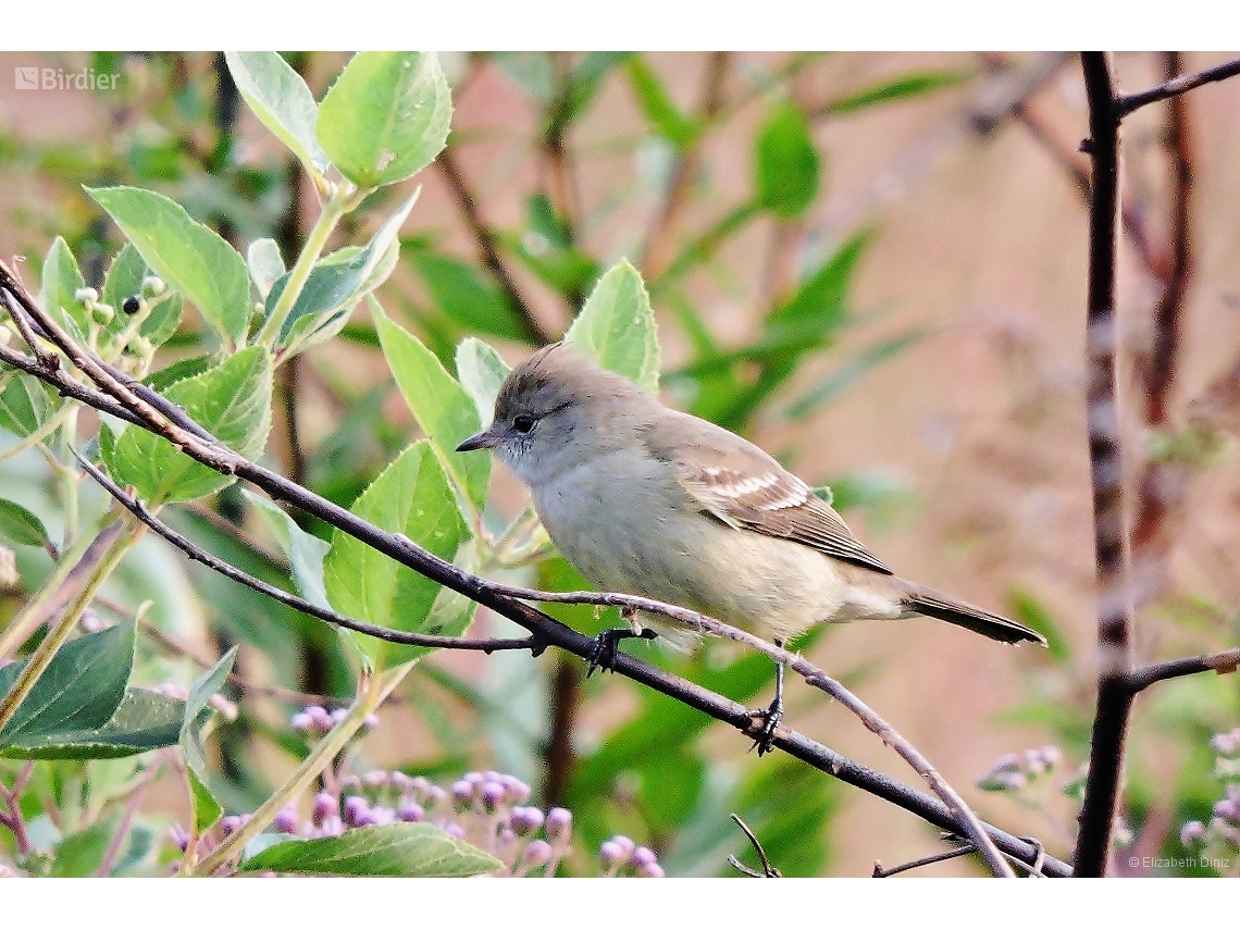 Elaenia parvirostris