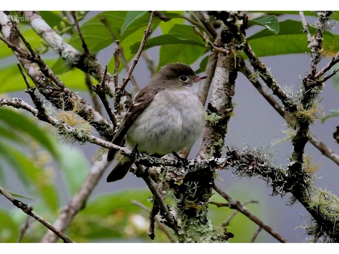 Elaenia parvirostris