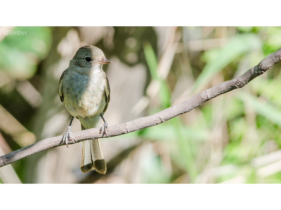 Elaenia parvirostris