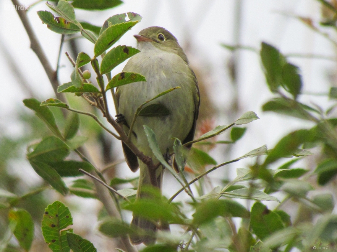 Elaenia parvirostris