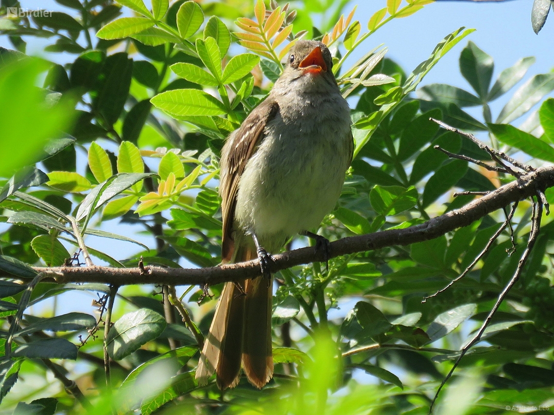 Elaenia parvirostris