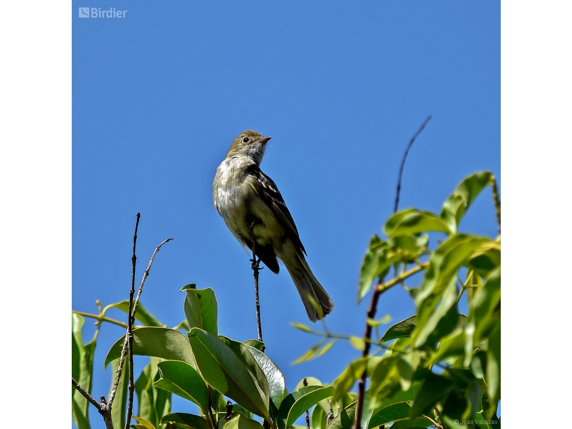 Elaenia parvirostris