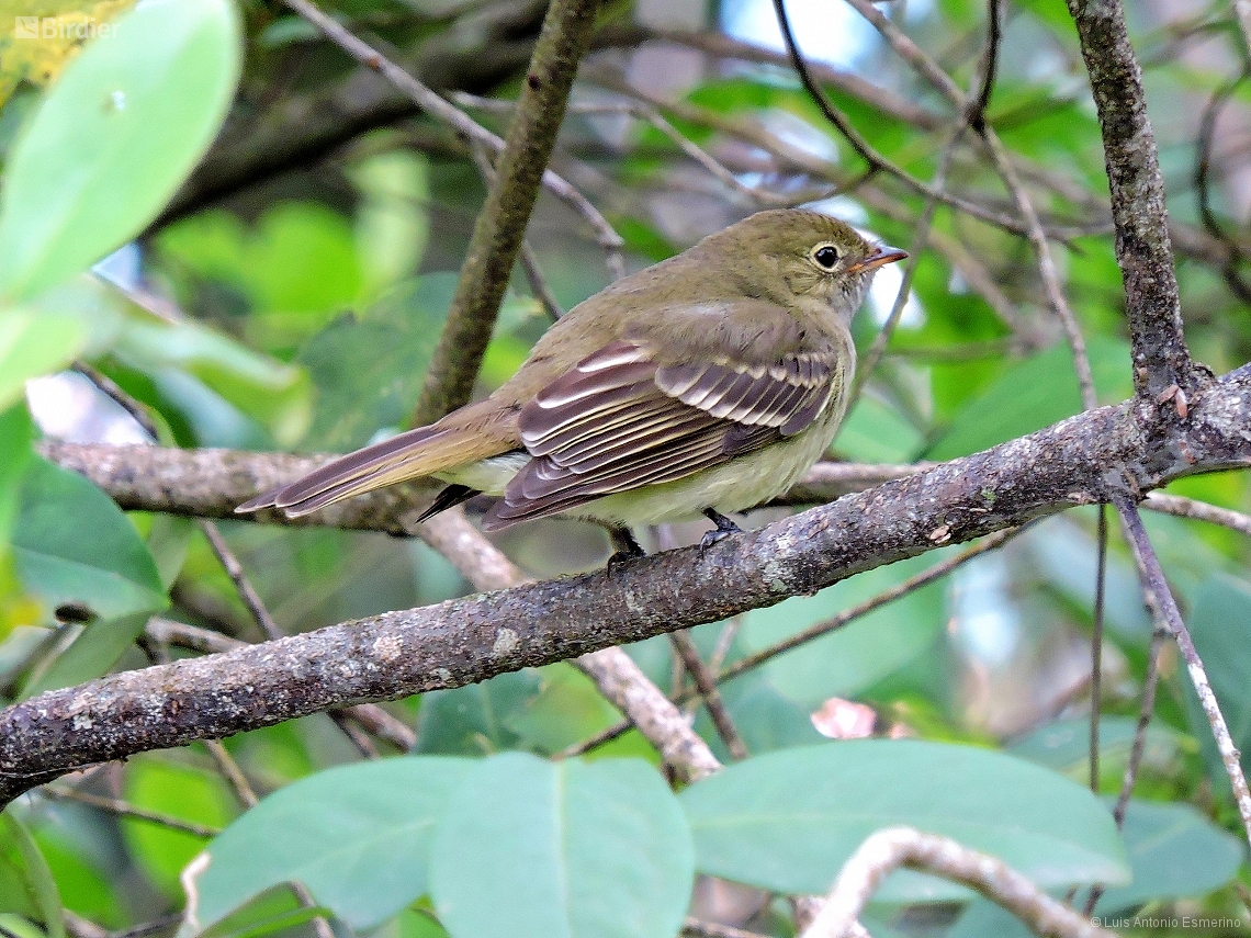 Elaenia parvirostris