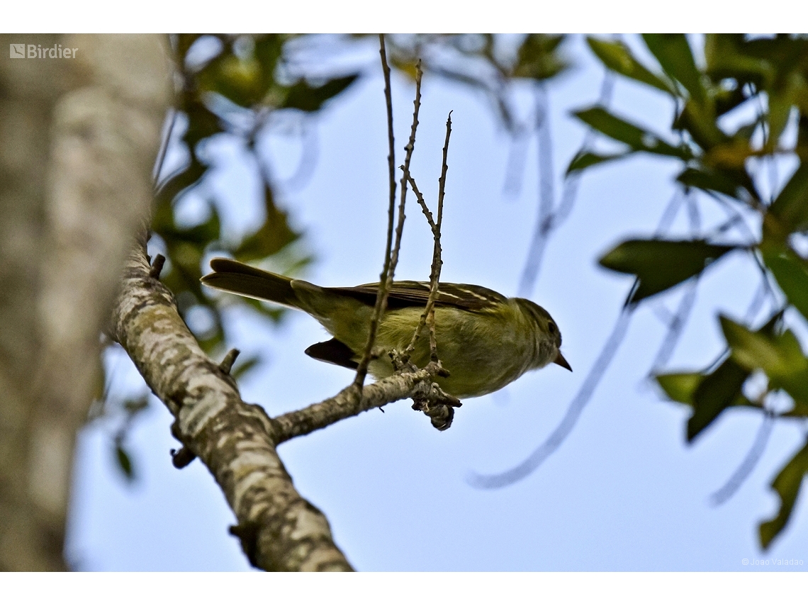 Elaenia parvirostris