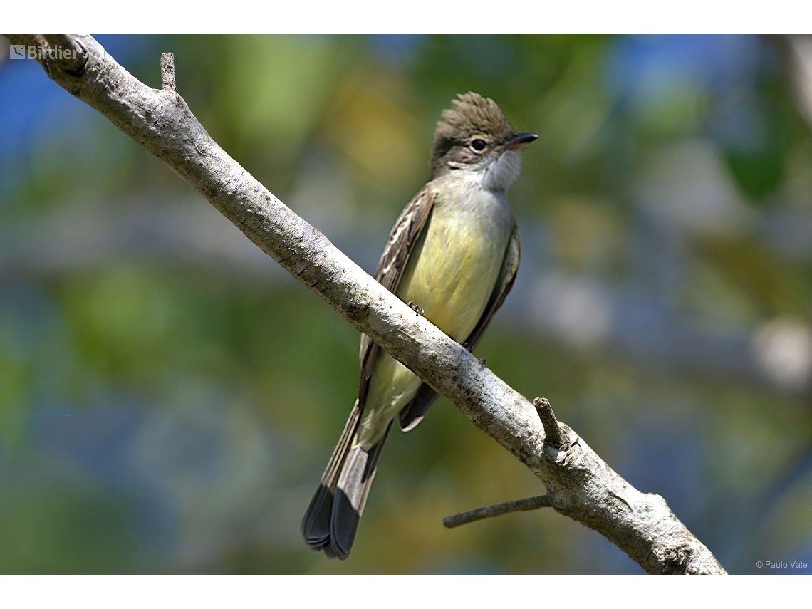 Elaenia spectabilis