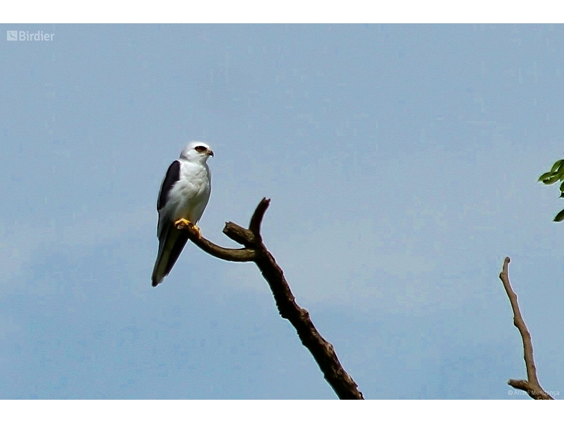 Elanus leucurus